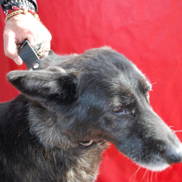 Collier avec poignée Ref ACA060