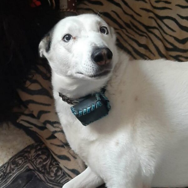 Etui pour traceur GPS Ref ACA203