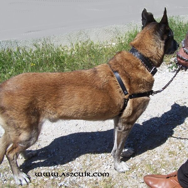 Harnais de marche facile Ref ACA055